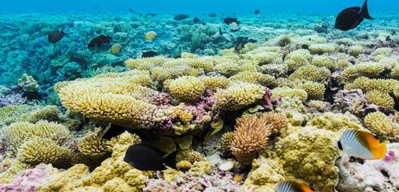 NOAA CONSIDERS SANCTUARY IN WATERS