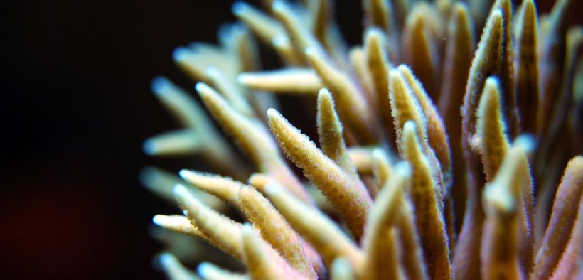 TOWARD A NEW ERA OF REEF SOLUTIONS