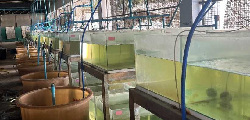 IMPACT OF FLMEAL ON PACIFIC WHITE SHRIMP GROWTH PERFORMANCE