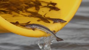 Sturgeon fry (c) Blue Marine Foundation.png
