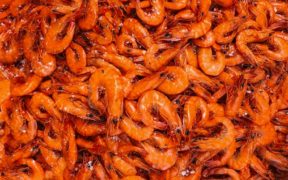 US shrimp processors to complete sustainability assessments for Gulf of Mexico