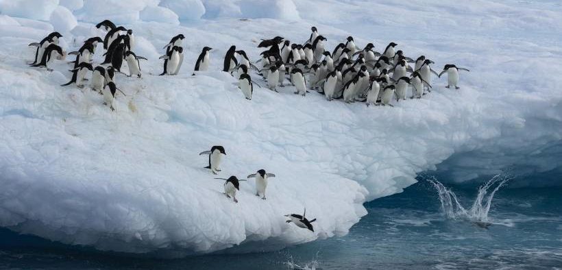 Youth for Antarctica