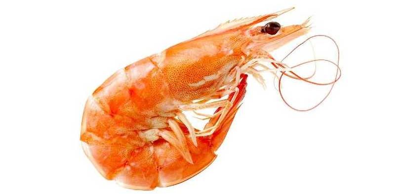 AUSTRALIAN IMPORTED PRAWN RISK 2