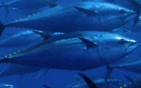 EUROPEAN PARLIAMENT APPROVES NEW FISHERIES AGREEMENT