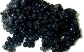 Pairing caviar with biodiversity