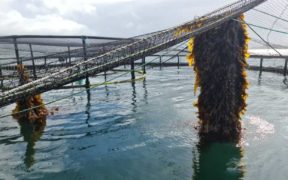 Salmon farmer’s seaweed scheme wins M&S award