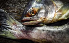 £100M SALMON FARMING FACILITY