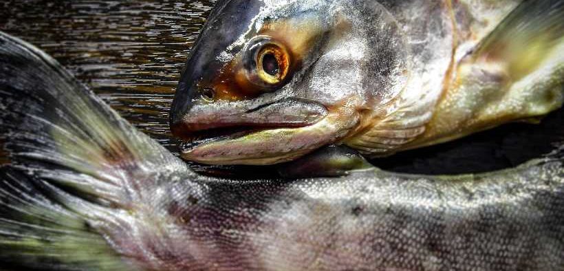 £100M SALMON FARMING FACILITY
