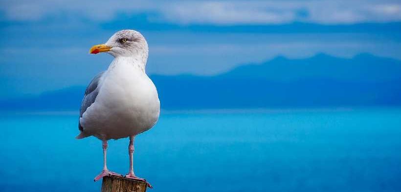EU PROJECTS ANNOUNCED TO RESTORE OCEANS