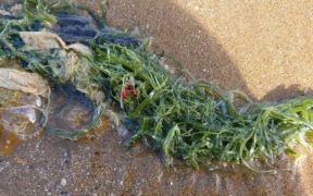 PLAN FOR IMMEDIATE ACTIONS AFTER PEST SEAWEED