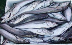 WARMER OCEANS INCREASE RISK OF SALMON BYCATCH