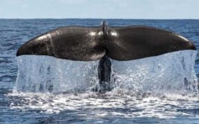 CALL TO PROTECT WHALES AND DOLPHINS