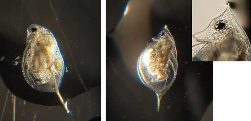 DISCOVERING DAPHNIA'S ABILITY TO CHANGE PHENOTYPE