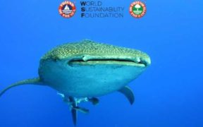 EVERYTHING YOU NEED TO KNOW ABOUT WHALE SHARK