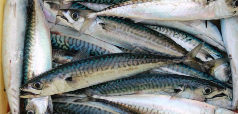 IRISH ACCUSE NORWAY OF IUU-STYLE FISHERIES