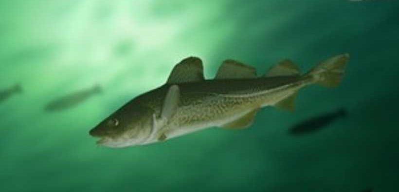 MMO URGES FISHERS