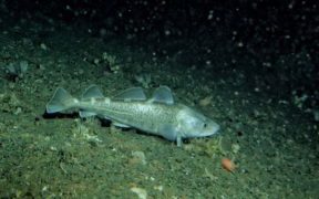 New Pacific Cod Trawl Cooperative Programme
