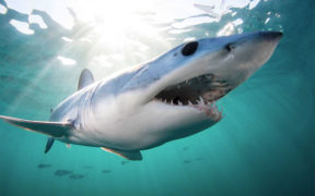 Predatory fish could lose 40 percent of habitat by 2100