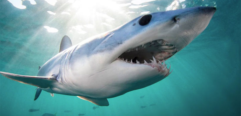 Predatory fish could lose 40 percent of habitat by 2100