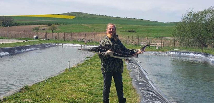 Sturgeon conservation and sustainable aquaculture in Romania