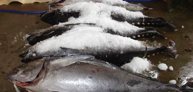 VIETNAM TUNA EXPORTS DOWN