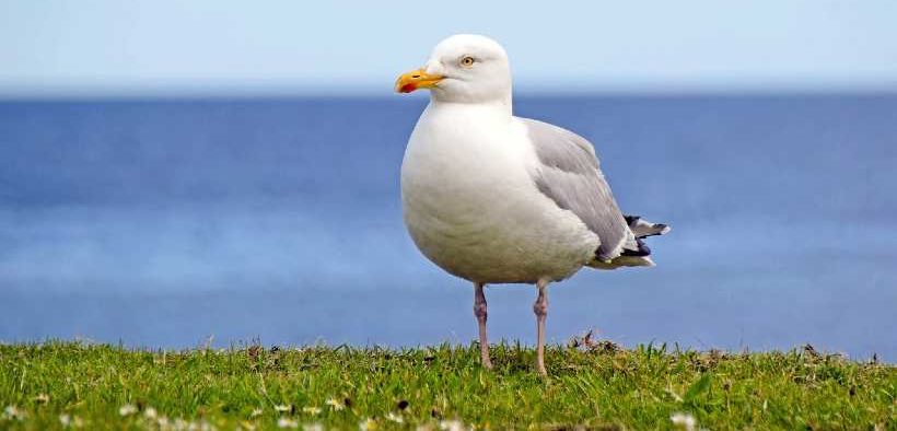BRINGING THE OCEAN INTO CLIMATE CONVERSATIONS