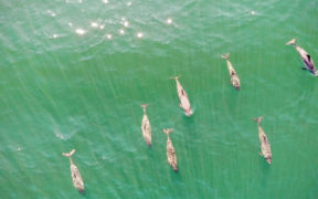 Using sound to monitor harbour porpoises
