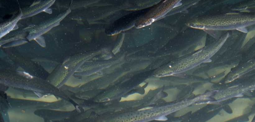 ANTICIPATING OBSOLESCENCE