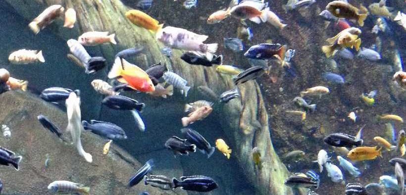 EXPLOSION IN FISH BIODIVERSITY