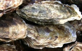 LOUGHS AGENCY SUSPENDS NATIVE OYSTER FISHERY