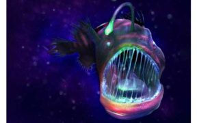 A DEEP-SEA FISH INSPIRED RESEARCHERS 2