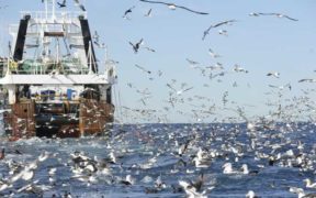 A 'FISH CARTEL' FOR AFRICA