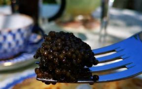 HALF OF TESTED CAVIAR PRODUCTS