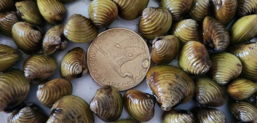NEW BIOSECURITY MEASURES FOR WAIKATO RIVER