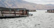 STUDY FINDS NO LINK BETWEEN SALMON FARMING