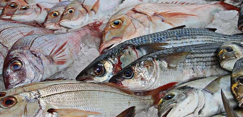 THE EU FISH MARKET 2023 EDITION