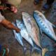 Climate change and unsustainable fishing practices