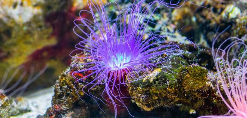 MEPS CRITICISE UNREALISTIC COMMISSION PLAN