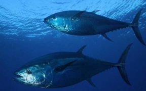 PIONEERING RESEARCH METHOD REVEALS BLUEFIN
