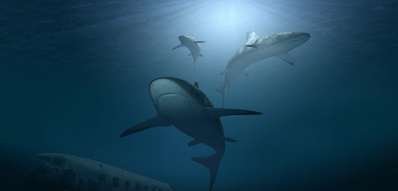 The development of shark tagging in the USA