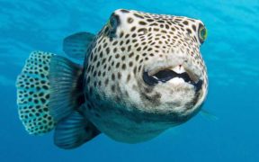 Turning the toxic pufferfish invader into aquaculture feed