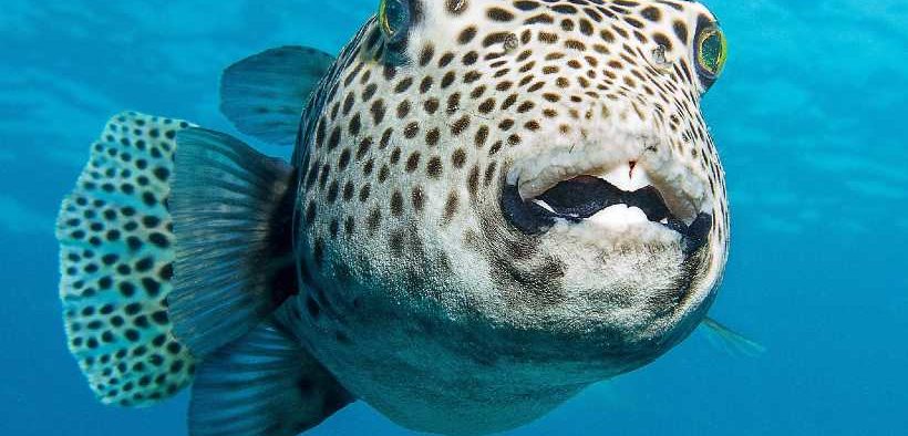 Turning the toxic pufferfish invader into aquaculture feed