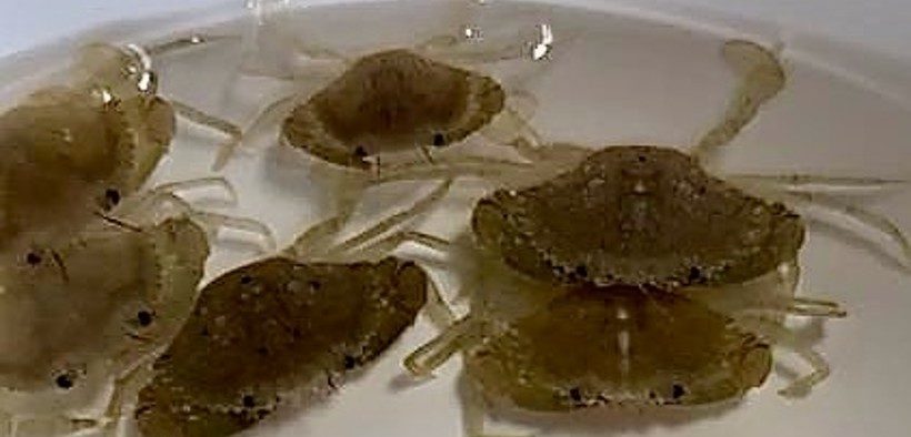 First hatchery production of mud crabs (Scylla serrata) in Kenya, by CrabsAlive