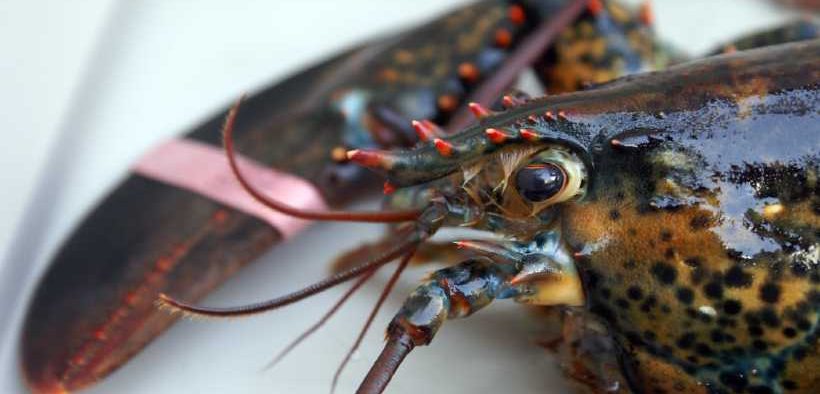 REPORT REVEALS SOME UK SEAFOOD COMPANIES