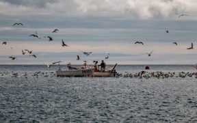 SANDEEL FISHING TO BE BANNED IN SCOTTISH WATERS