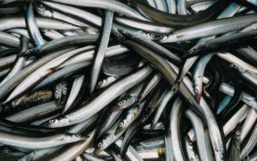 DANISH FURY OVER UK SANDEEL FISHING BAN