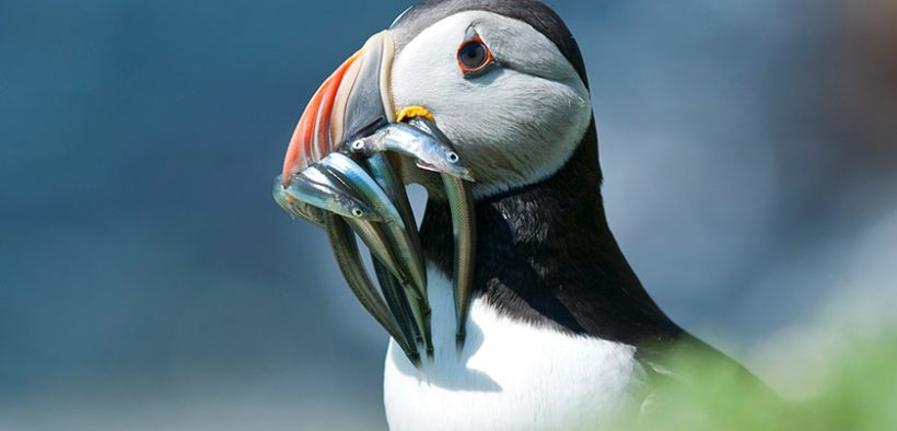 EU AND GOVERNMENT FUNDING TIMELY BOOST FOR PROTECTION OF IRISH SEAS