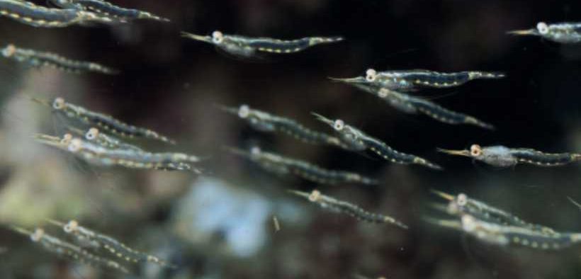 KRILL MEAL SUPPORTS BETTER AQUACULTURE