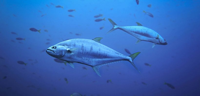 ate Med and Atlantic bluefin tuna management measures