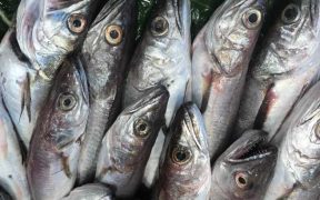 GOOD POTENTIAL FOR UK SEAFOOD INDUSTRY